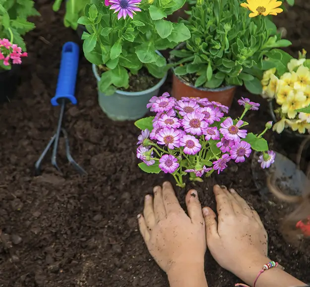 kweekschema planten