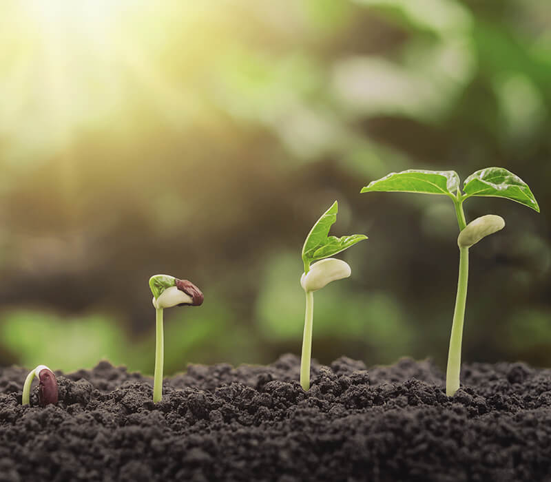 kweekschema planten easy